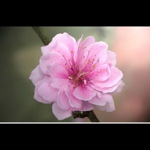 Meet your Posher, Victoria